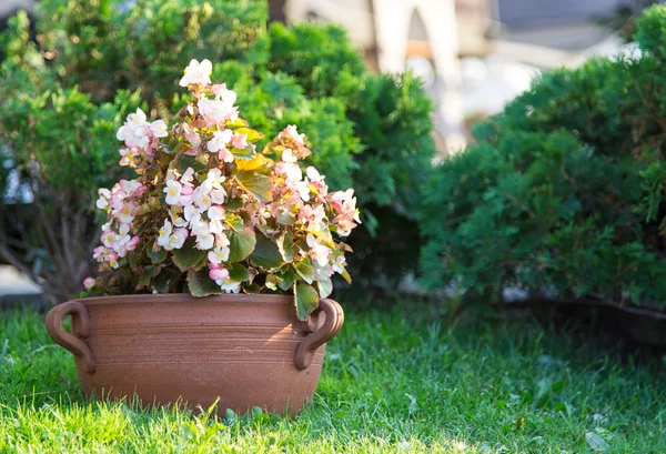 Pot of flowers — Stock Photo, Image