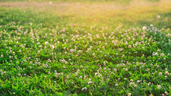 Groen gras — Stockfoto