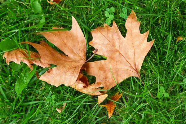 Blatt auf grünem Gras — Stockfoto