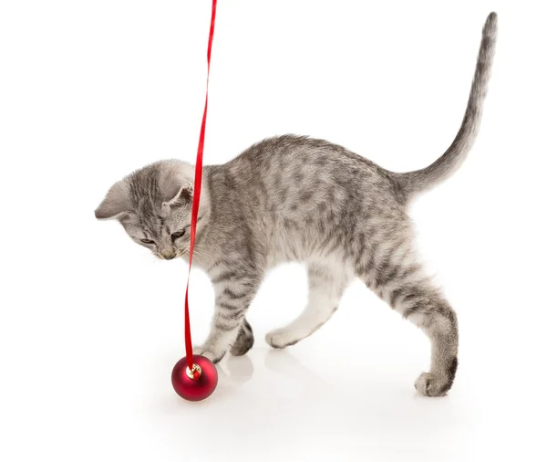 Сіра смугаста таббі кішка кошеня — стокове фото