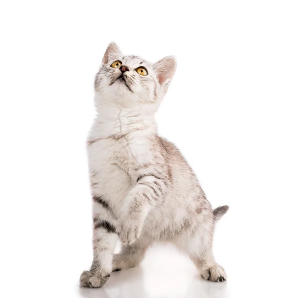 Grå randig tabby katt Kattunge — Stockfoto