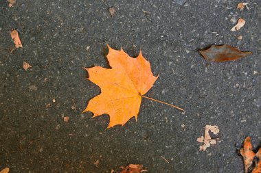 Sarı yaprak asfalt