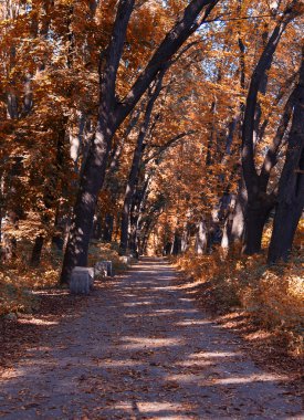 sonbahar yaprak bokeh arka plan güneş