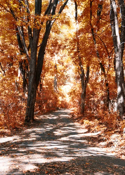 Hojas de otoño — Foto de Stock