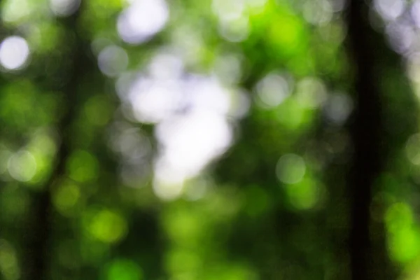 Folha verde bokeh fundo sol — Fotografia de Stock