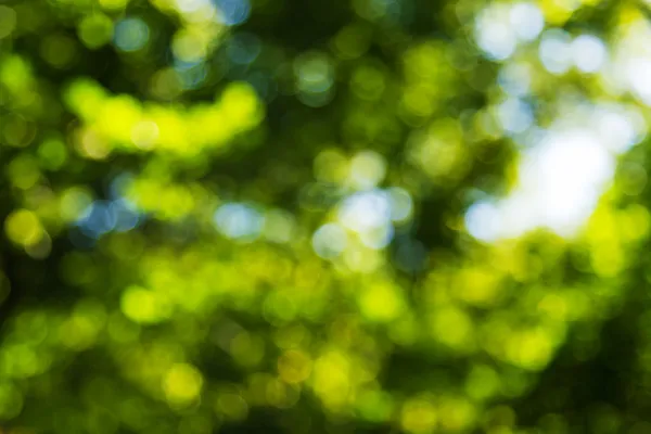 Grönt blad bokeh bakgrund solen — Stockfoto