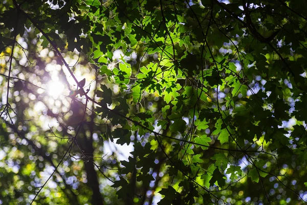 Grünes Blatt Bokeh Hintergrund Sonne — Stockfoto