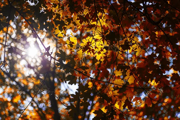 Autumn leaf bokeh background sun — Stock Photo, Image