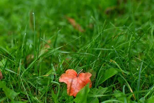 Grönt gräs gula blad — Stockfoto