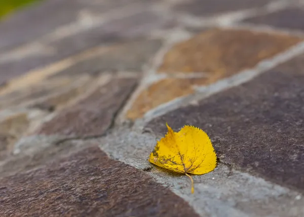 Żółty liść na kostki brukowej — Zdjęcie stockowe
