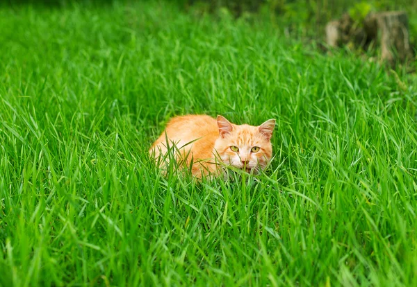 Gato en la hierba —  Fotos de Stock