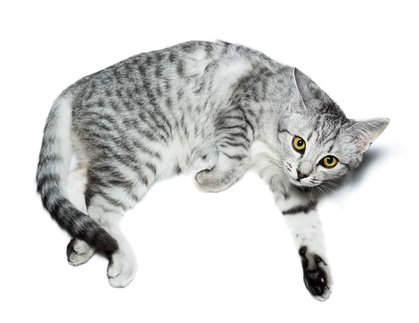 Grå tabby katt — Stockfoto