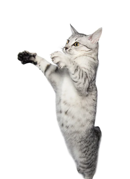 Grau gestromte Katze — Stockfoto
