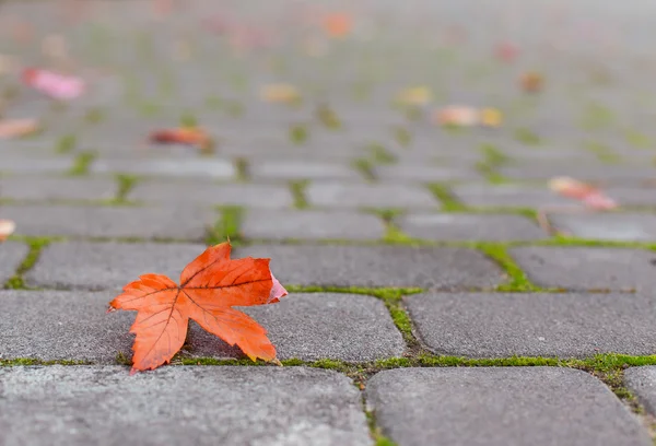 Foglia gialla su pavimentazione in pietra — Foto Stock