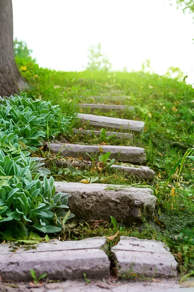 Stone stairway grass — Stock Photo, Image