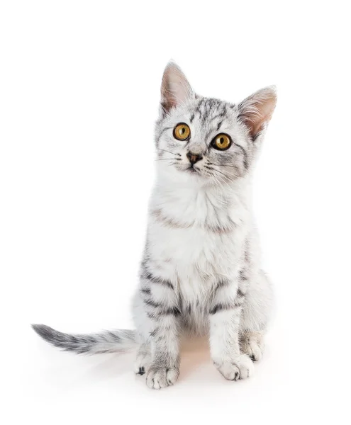 회색 줄무늬 shorthair 고양이 — 스톡 사진