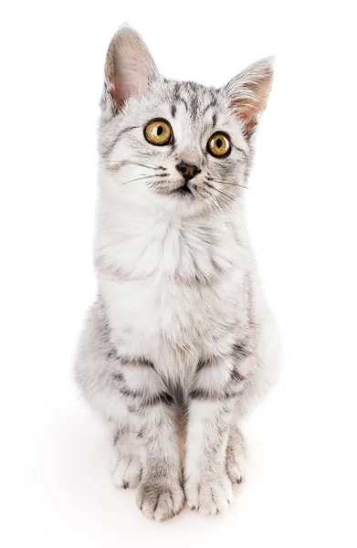 Gato tabby cinza shorthair — Fotografia de Stock