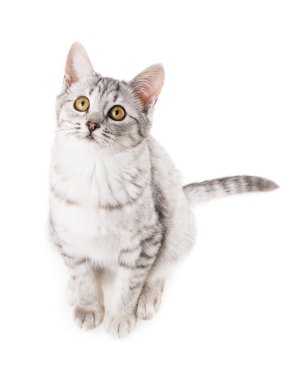 sevimli kedi