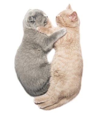 sarılma iki yavru kedi uyku