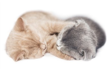 sarılma iki yavru kedi uyku