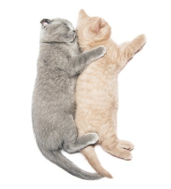 sarılma iki yavru kedi uyku