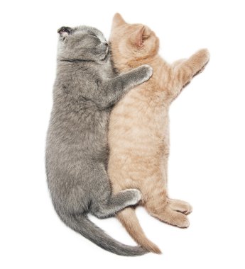 sarılma iki yavru kedi uyku