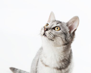 sevimli kedi
