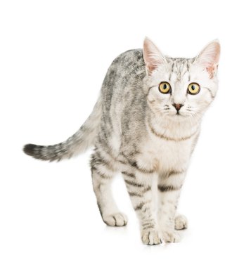 Gri kedi