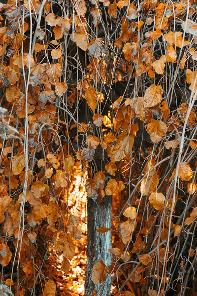 Outono amarelo — Fotografia de Stock