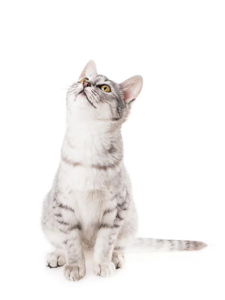 Adorable cat — Stock Photo, Image