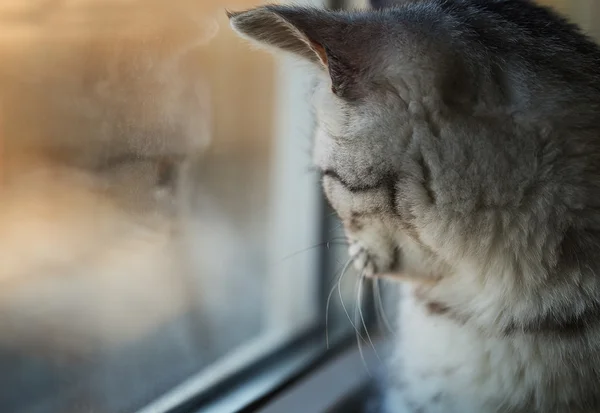 Katzenfenster-Reflexion — Stockfoto