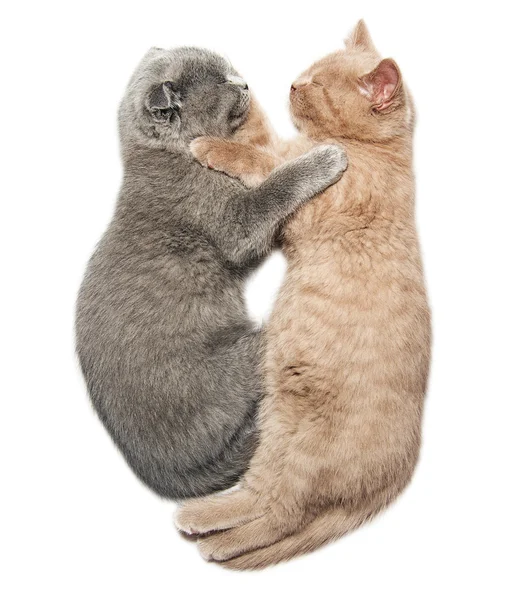 Due gattini che abbracciano il sonno — Foto Stock