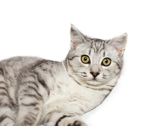 Adorable Cat — Stock Photo, Image