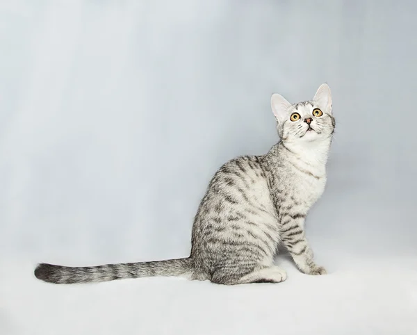 Escocês gato shorthair — Fotografia de Stock