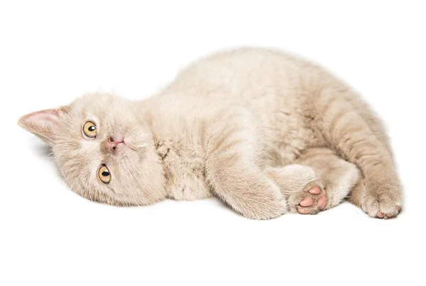 姜英猫 — 图库照片