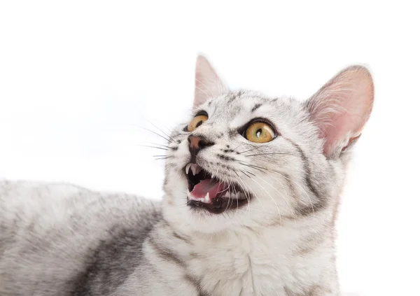 Sevimli kedi — Stok fotoğraf