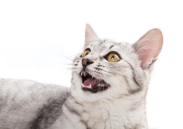 Gato adorável — Fotografia de Stock