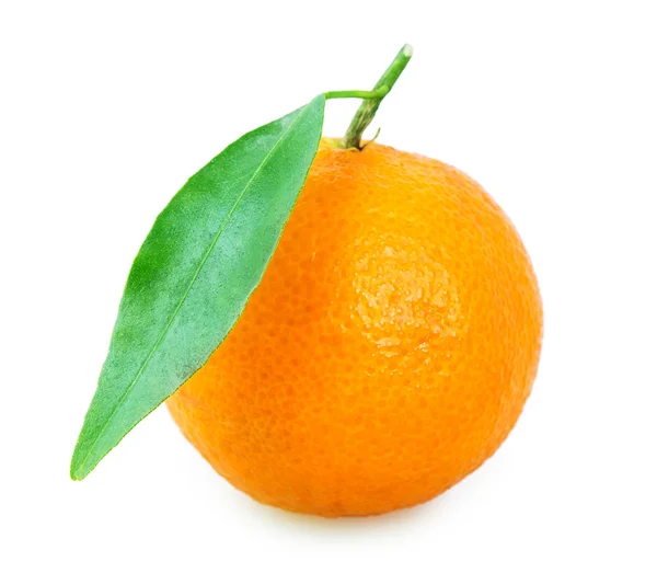Mandarinengrünes Blatt — Stockfoto