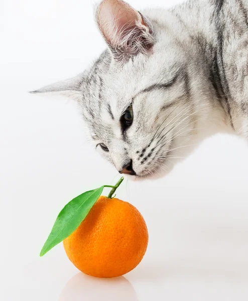 Gato e manadrina — Fotografia de Stock