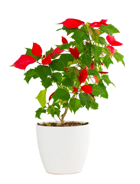 Christmas star flower pot — Stockfoto