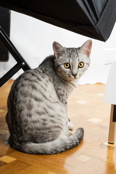 Graue Katze — Stockfoto