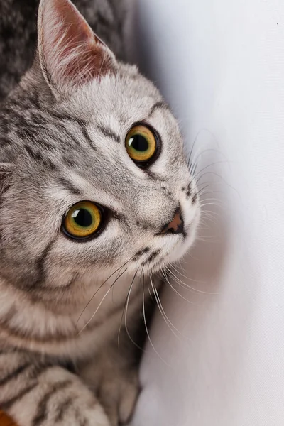 Gato gris — Foto de Stock