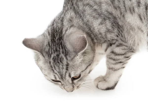 Adorable cat — Stock Photo, Image