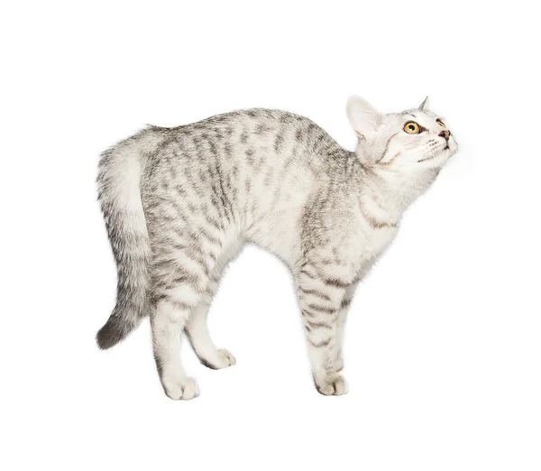 Entzückende Katze — Stockfoto