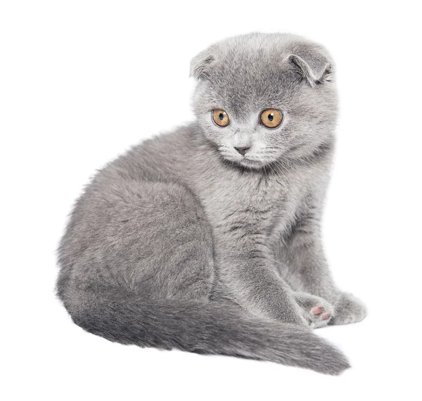 Entzückende Katze — Stockfoto