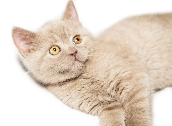 Zenzero gatto britannico — Foto Stock