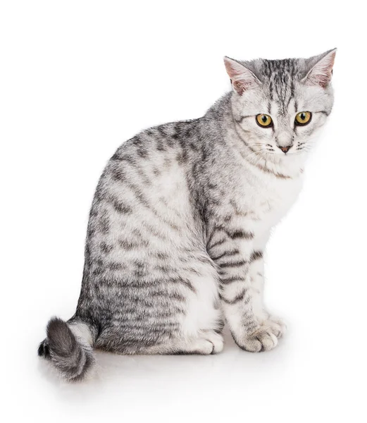 Gatto grigio — Foto Stock