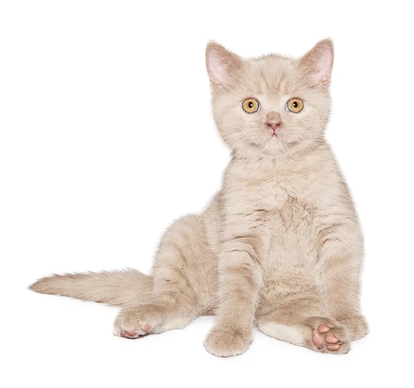 Gengibre britânico gato — Fotografia de Stock