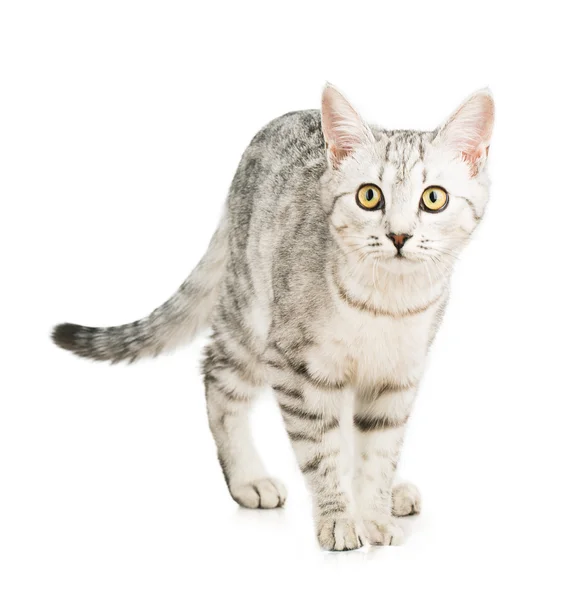 Gatto grigio — Foto Stock