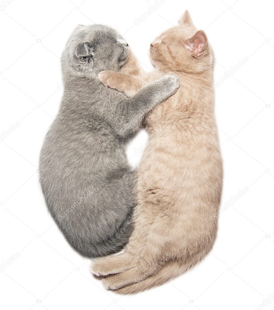 two kittens hugging sleep